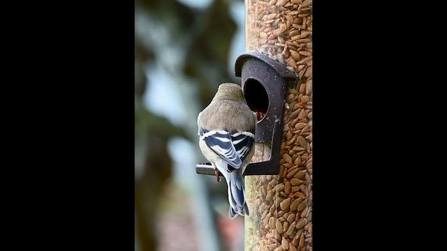 American Goldfinch - ML646579682