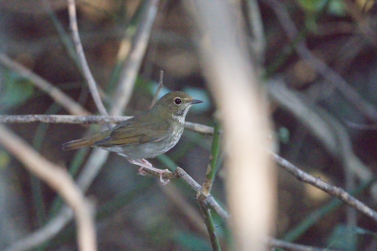 Rufous-tailed Robin - ML646579683