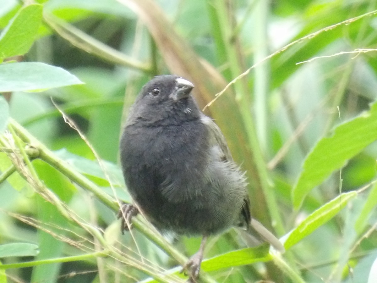 Black-faced Grassquit - ML646579685