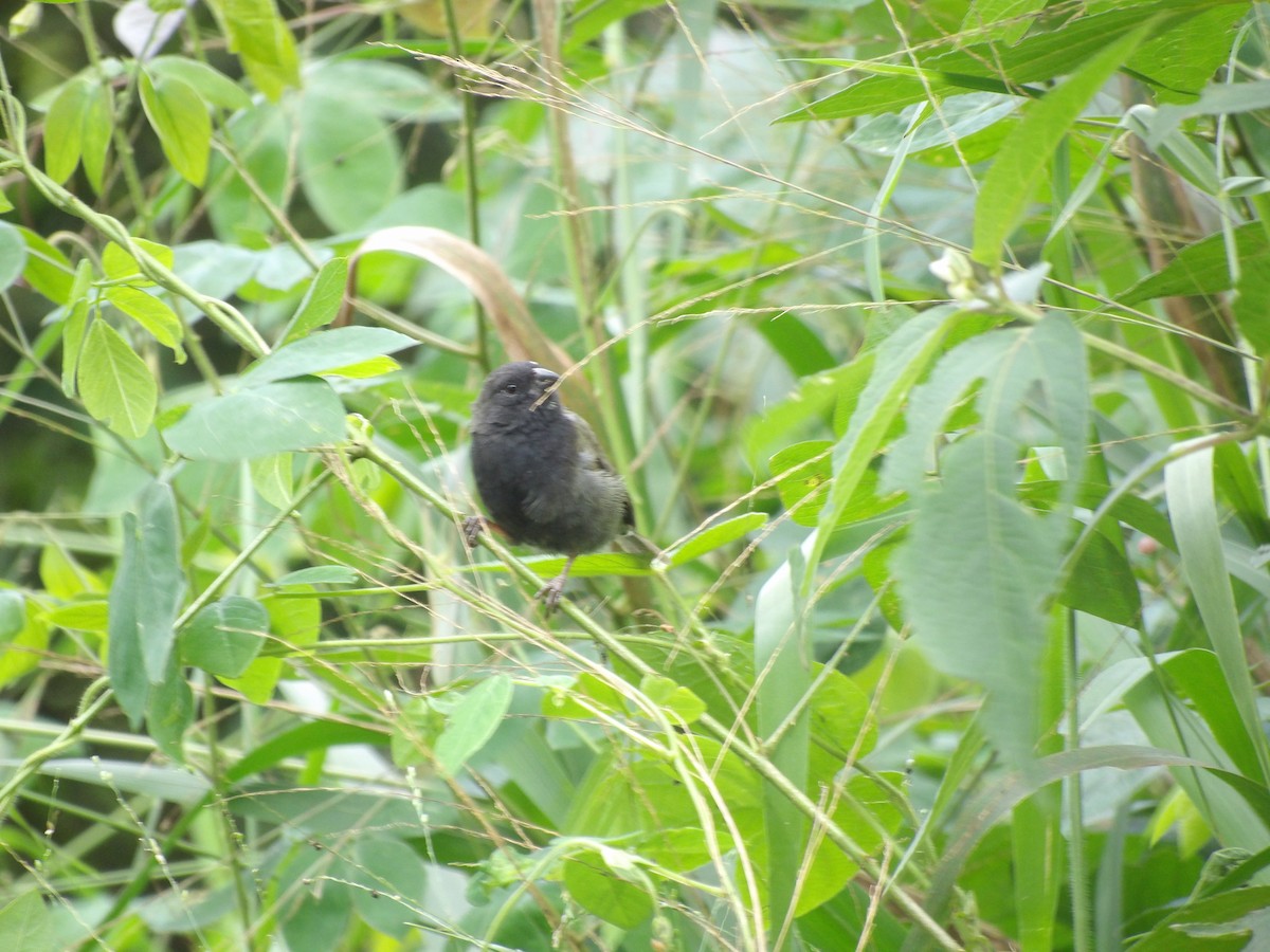 Black-faced Grassquit - ML646579686