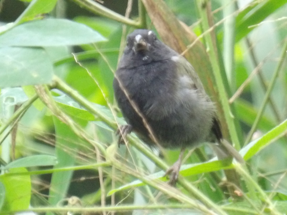 Black-faced Grassquit - ML646579687