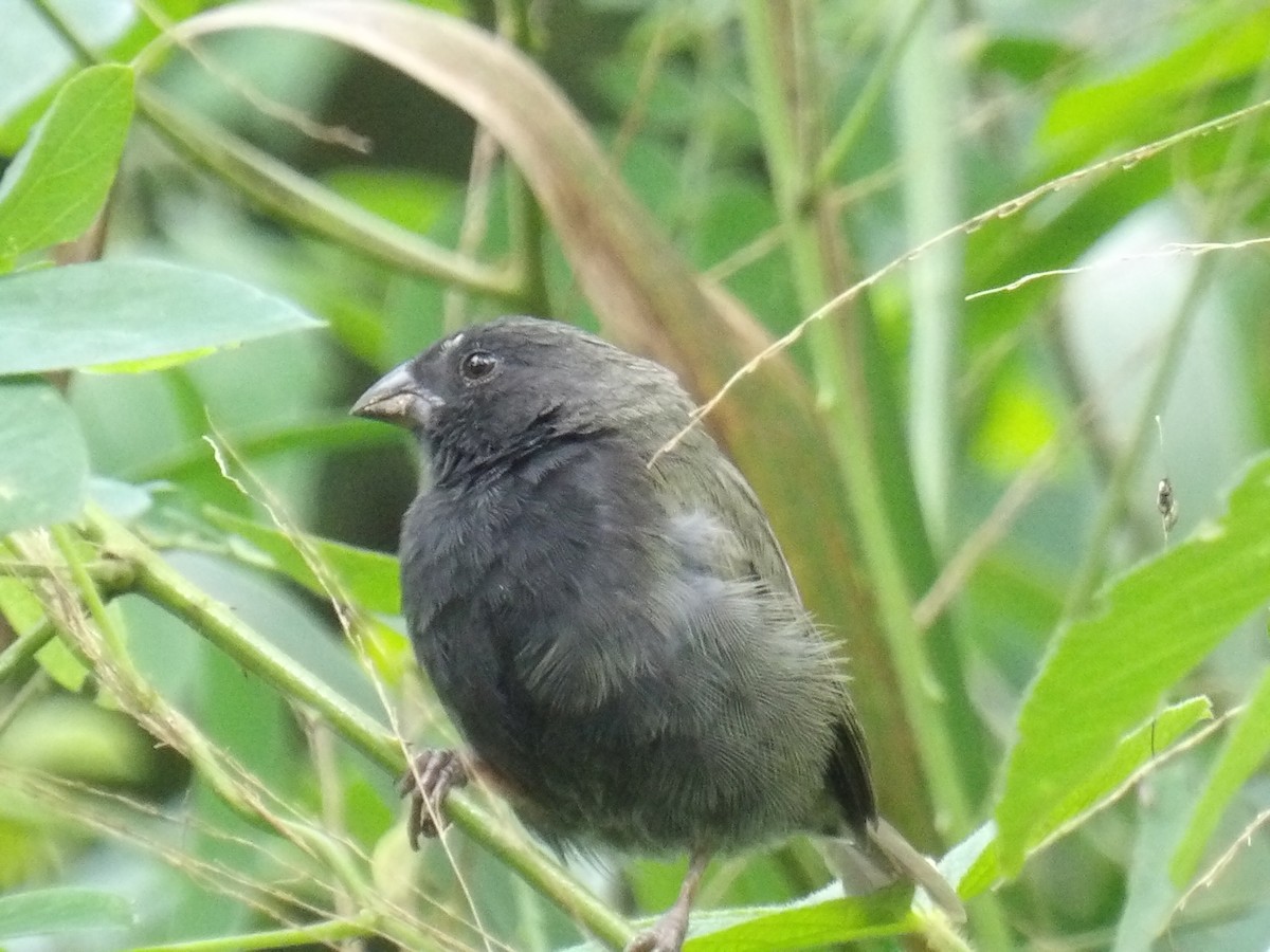 Black-faced Grassquit - ML646579689