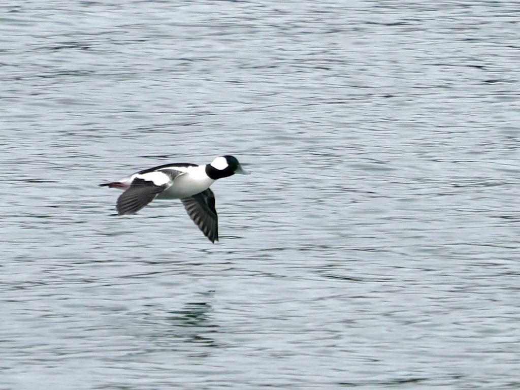 Murgilari buruzuria - ML646579690