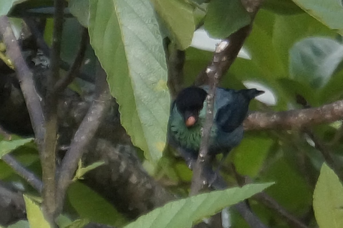 Black-capped Tanager - ML646579691