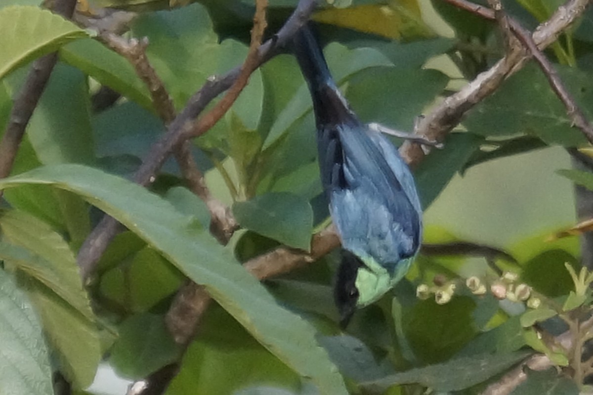 Black-capped Tanager - ML646579692