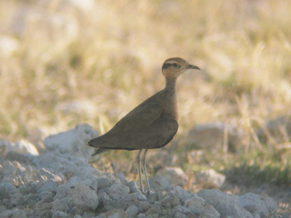 Temminck's Courser - ML646579695