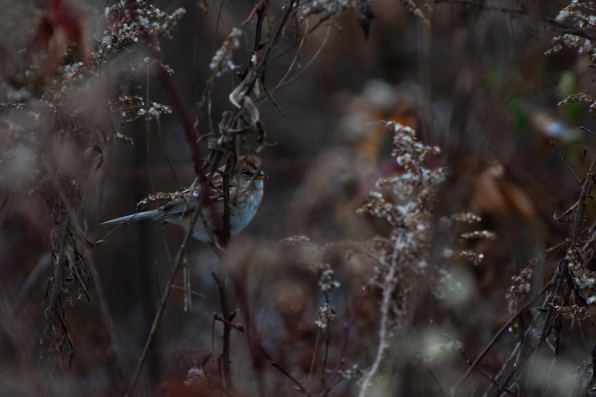 ムナフヒメドリ - ML646579700