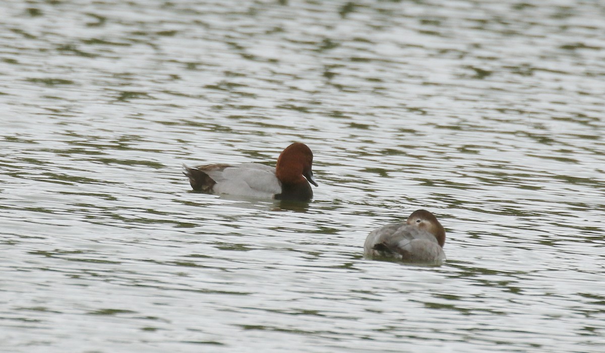Common Pochard - ML646579704