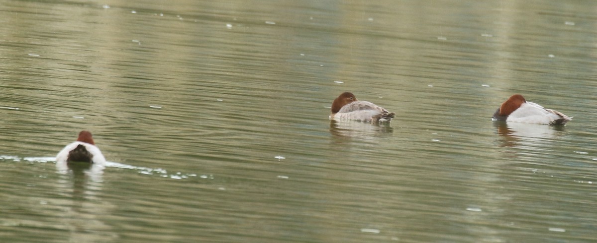 Common Pochard - ML646579705