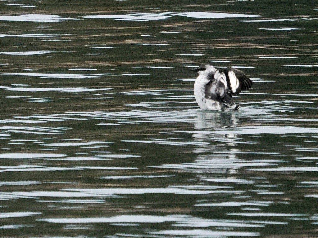 Pottorro hegalzuri atlantikoa - ML646579706