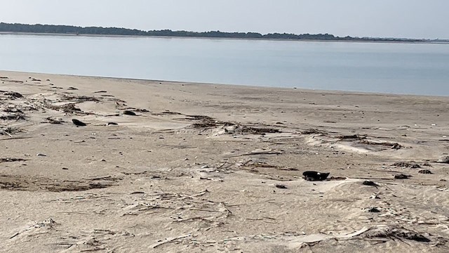 Elur-berdantza - ML646579709