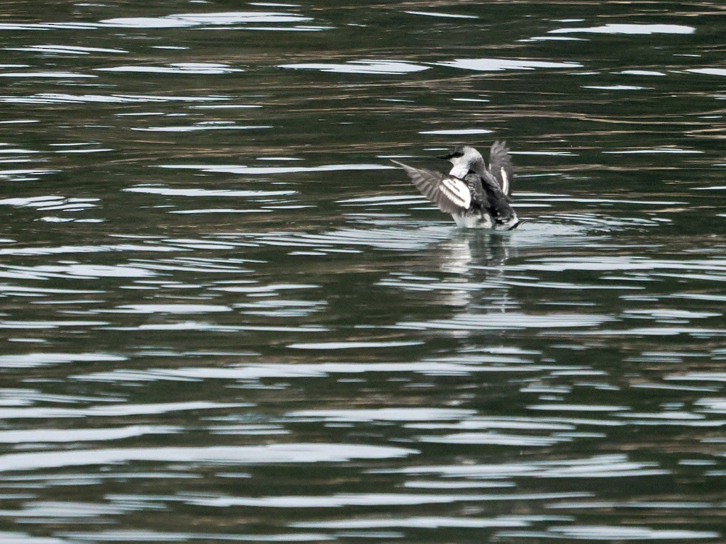 Pottorro hegalzuri atlantikoa - ML646579712