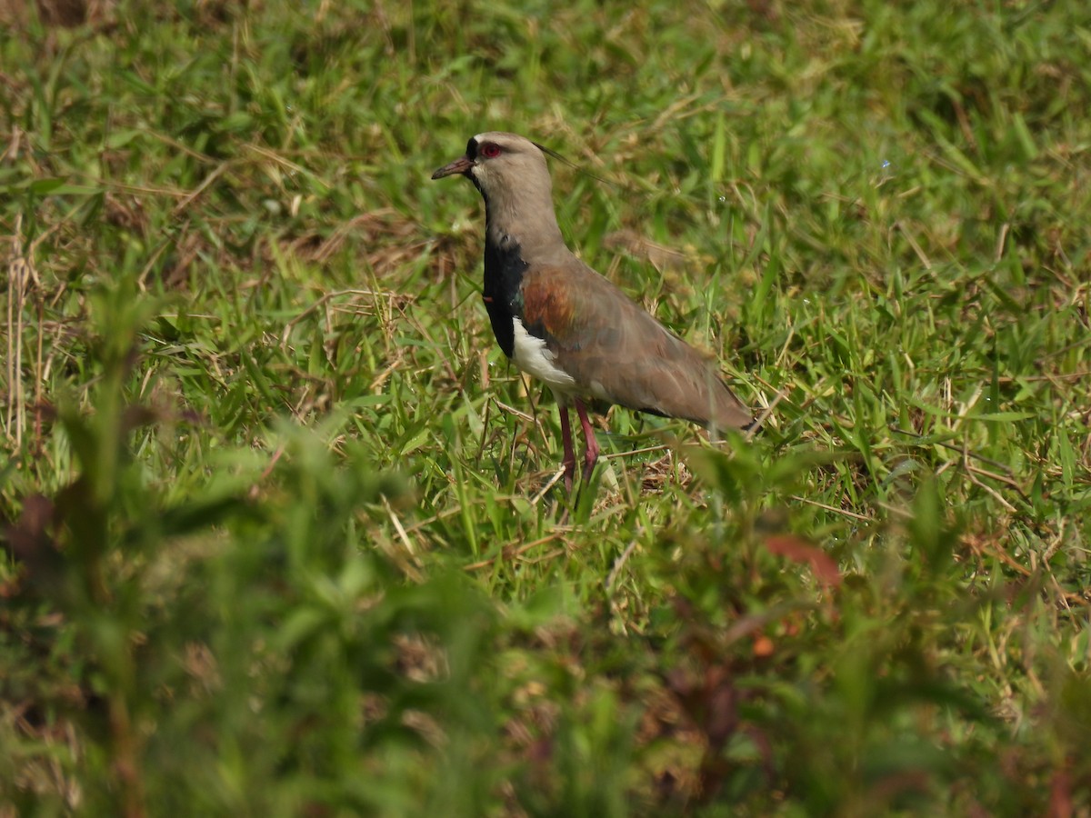 Southern Lapwing - ML646579714