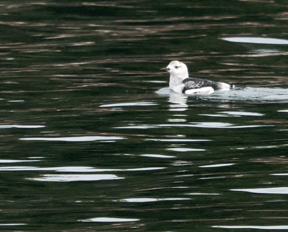 Pottorro hegalzuri atlantikoa - ML646579717