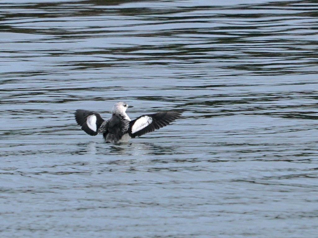 Pottorro hegalzuri atlantikoa - ML646579721