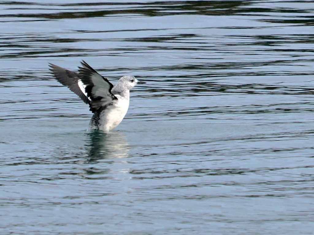 Pottorro hegalzuri atlantikoa - ML646579723