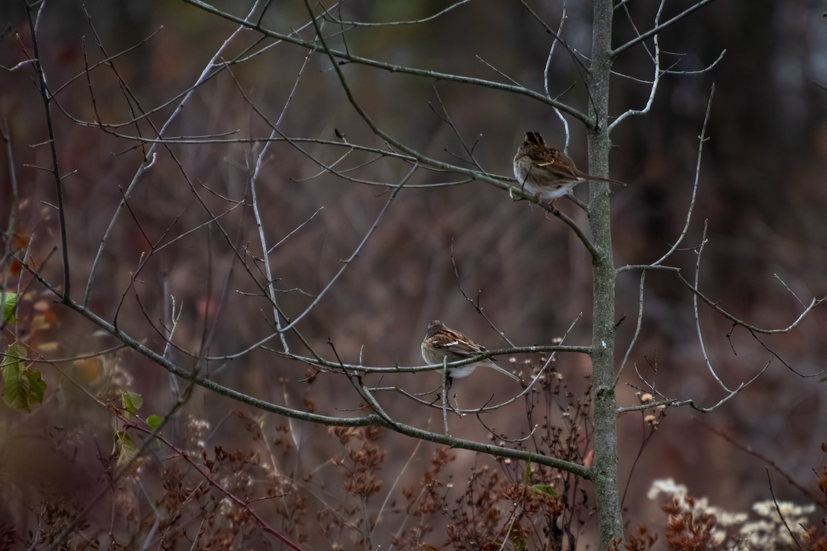 ノドジロシトド - ML646579726