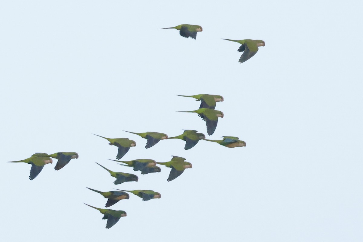 Калита сіроволий - ML646579732