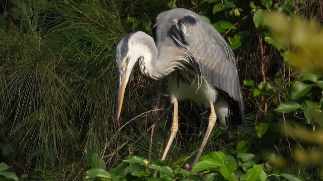 Koartza hauskara - ML646579733