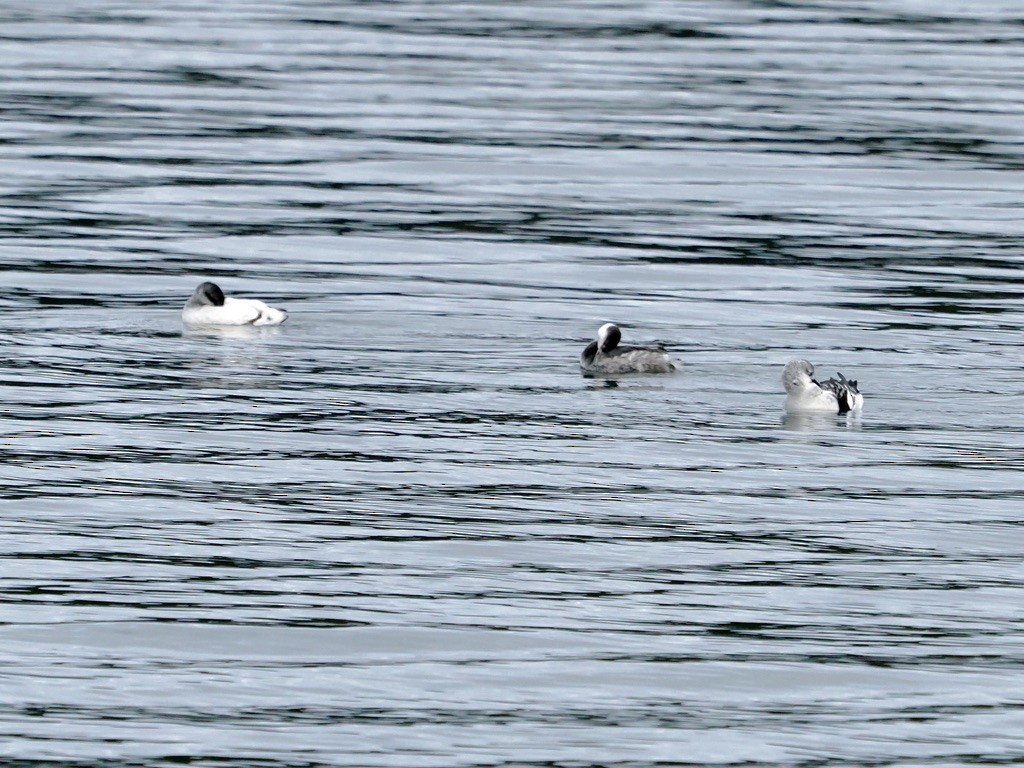 Pottorro hegalzuri atlantikoa - ML646579735