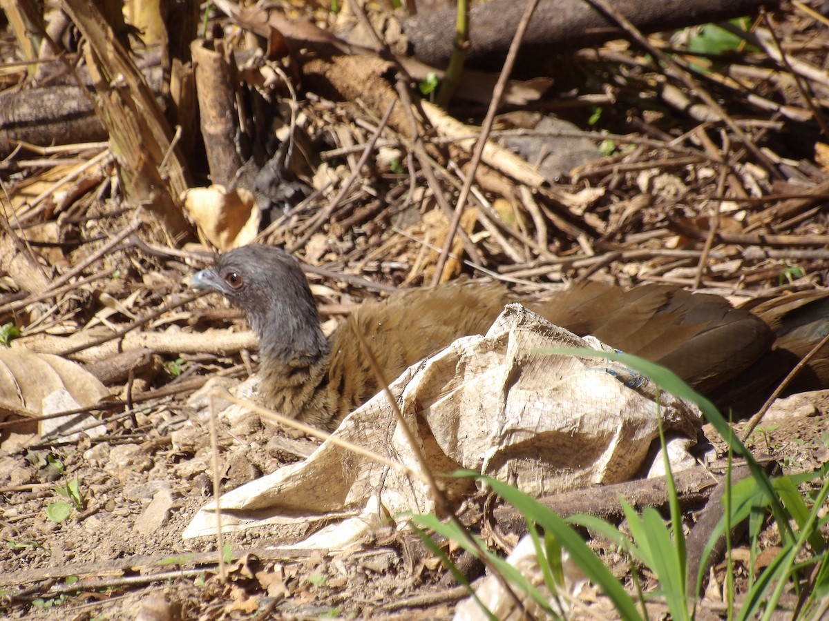 Чачалака рудогуза (підвид ruficauda) - ML646579736
