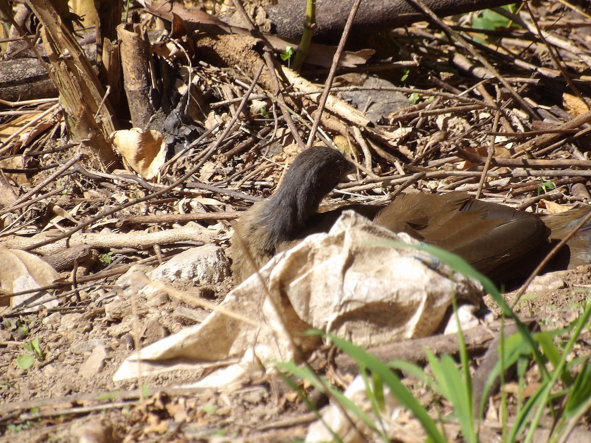 Чачалака рудогуза (підвид ruficauda) - ML646579737