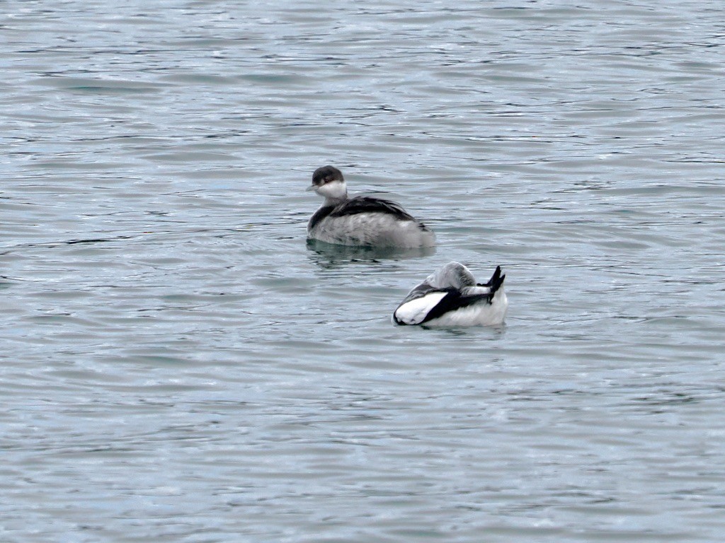 Pottorro hegalzuri atlantikoa - ML646579738