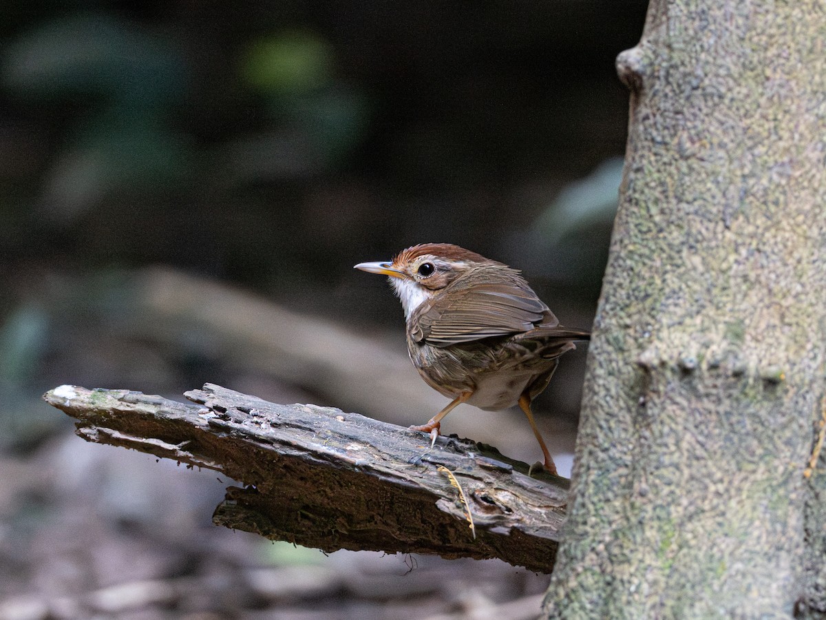 Tordina Pechiestriada - ML646579739