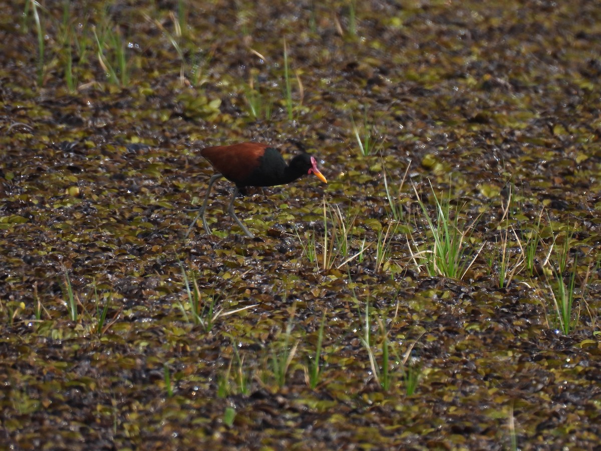 Jakana hegoamerikarra - ML646579744