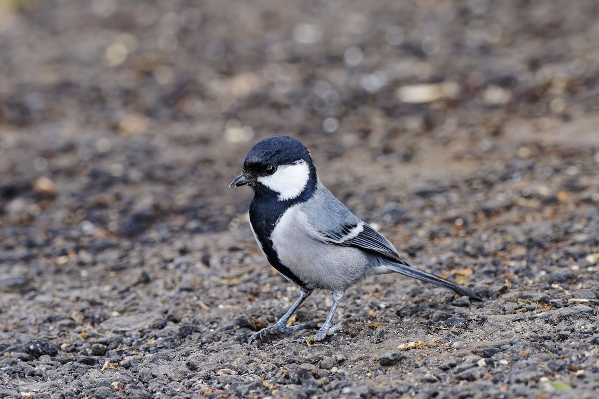 シジュウカラ（cinereus グループ） - ML646579758