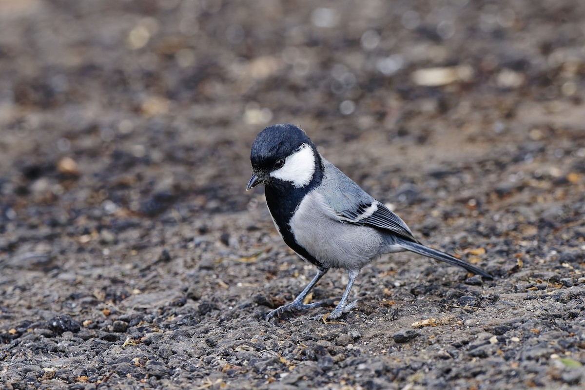 シジュウカラ（cinereus グループ） - ML646579762