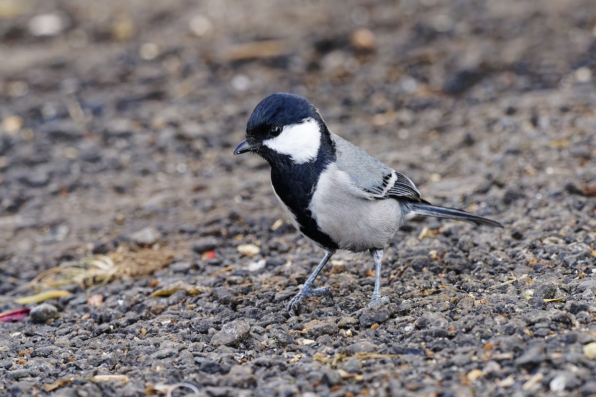 シジュウカラ（cinereus グループ） - ML646579763