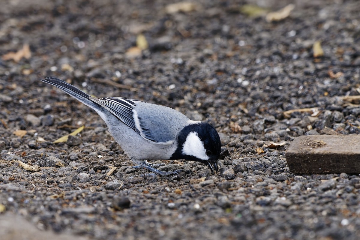 シジュウカラ（cinereus グループ） - ML646579766