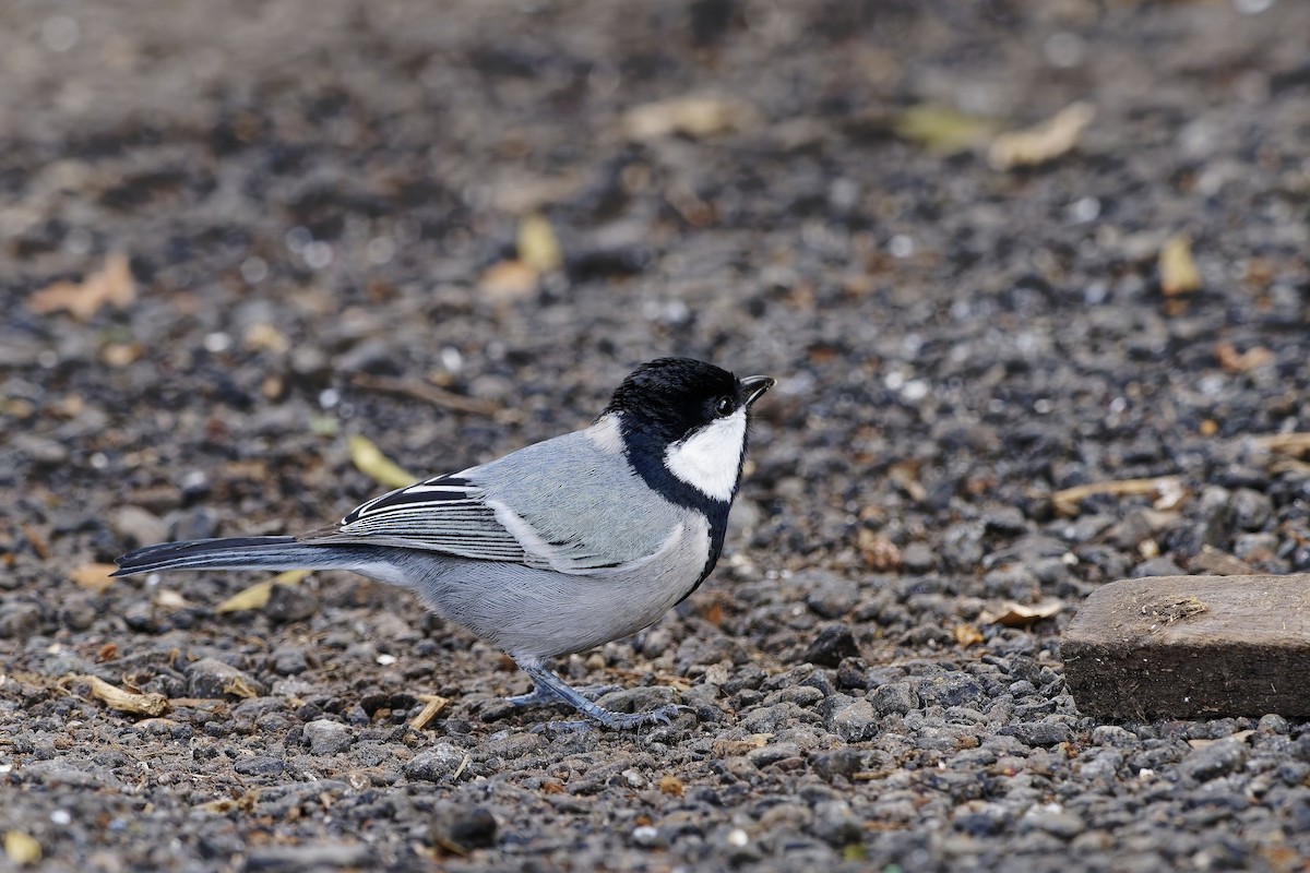 シジュウカラ（cinereus グループ） - ML646579771