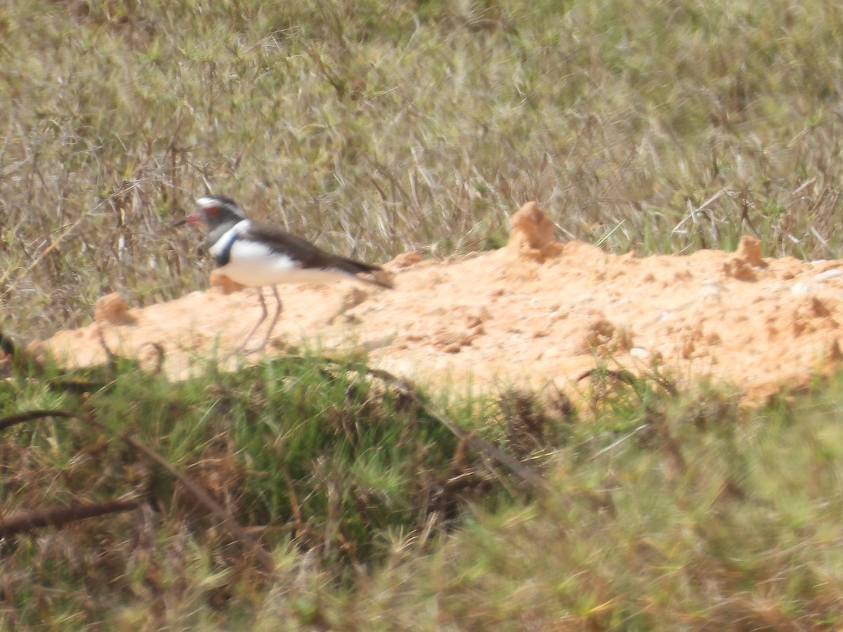 Three-banded Plover - ML646579776