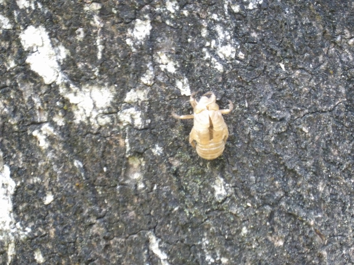 Insects - ML646579780