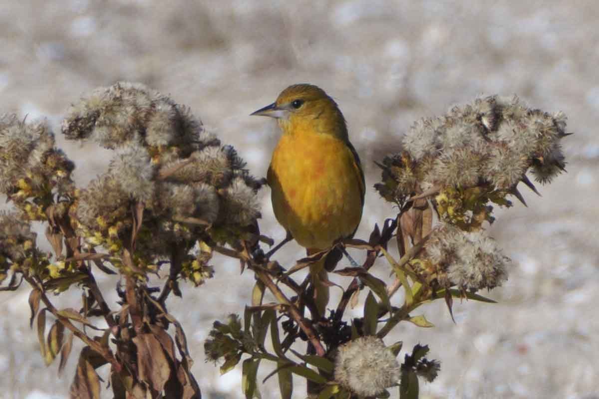Baltimore Oriole - ML646579784