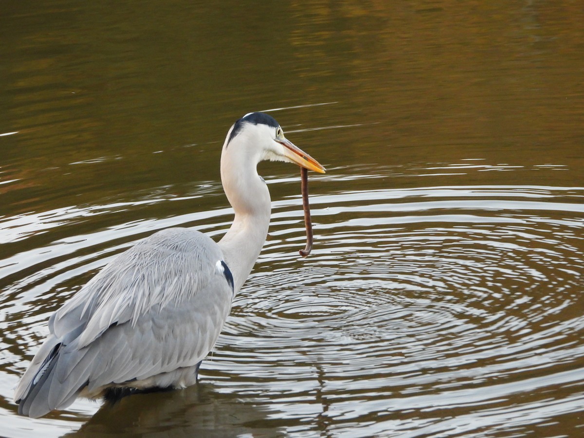 gråhegre - ML646579785