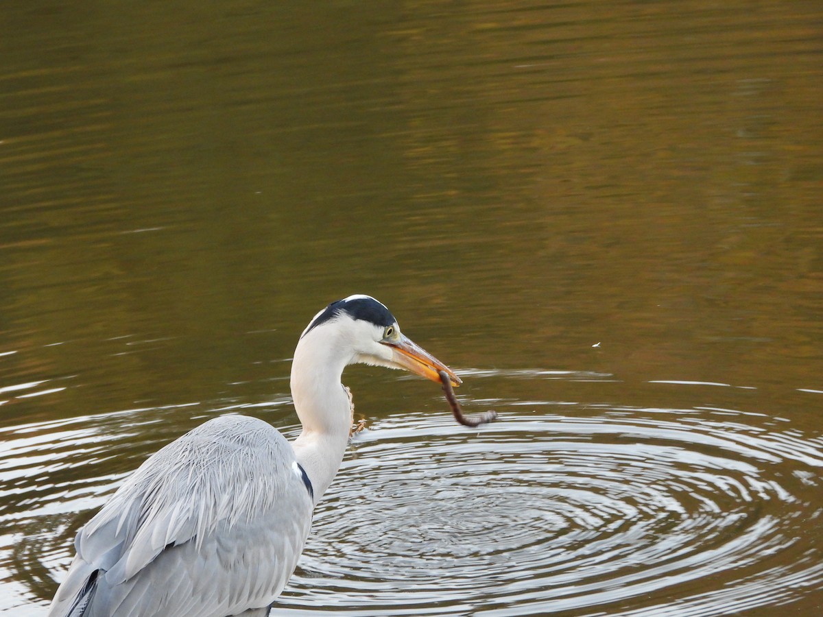 gråhegre - ML646579786