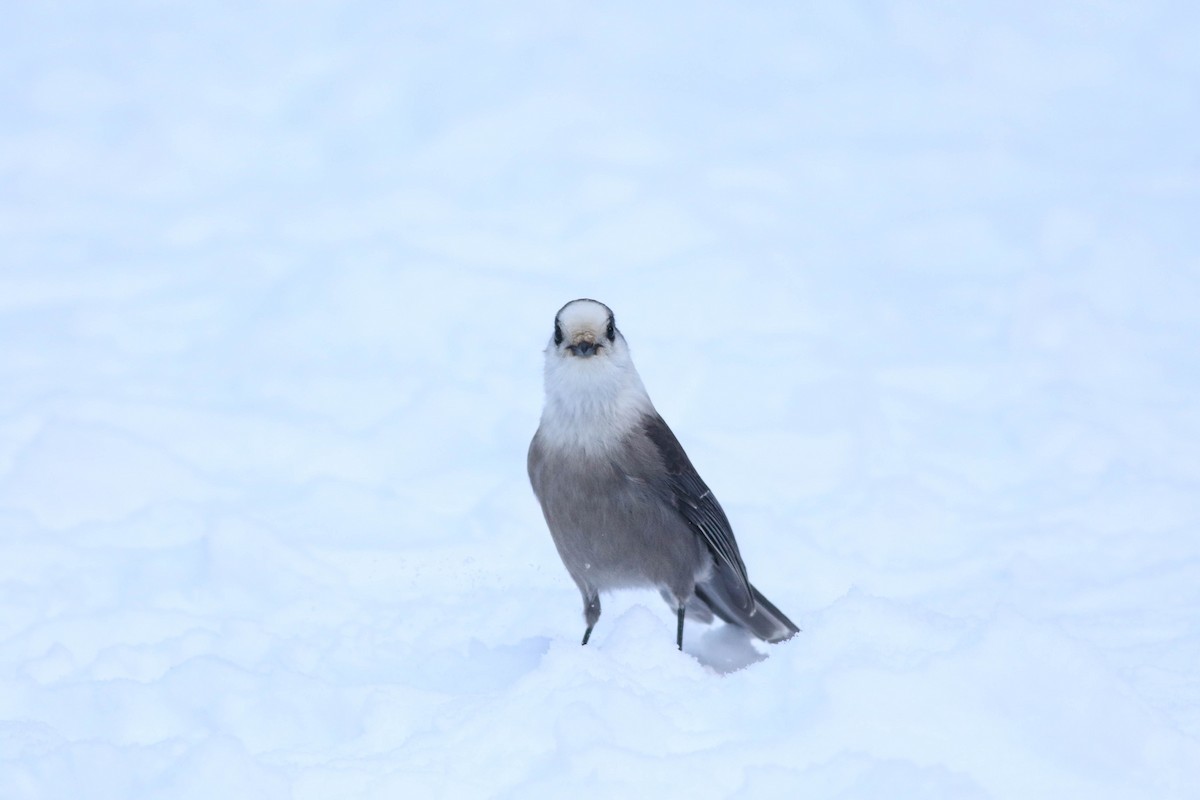 Canada Jay (Boreal) - ML646579787