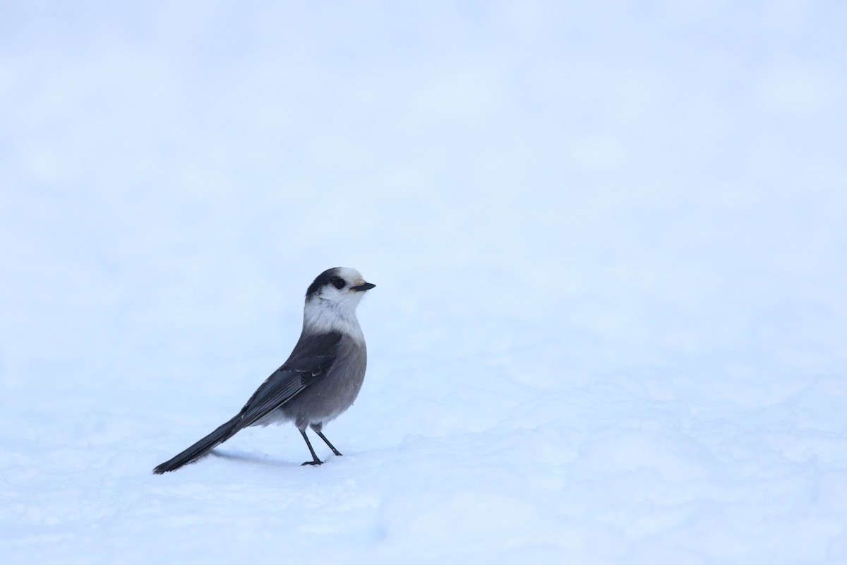 Canada Jay (Boreal) - ML646579788