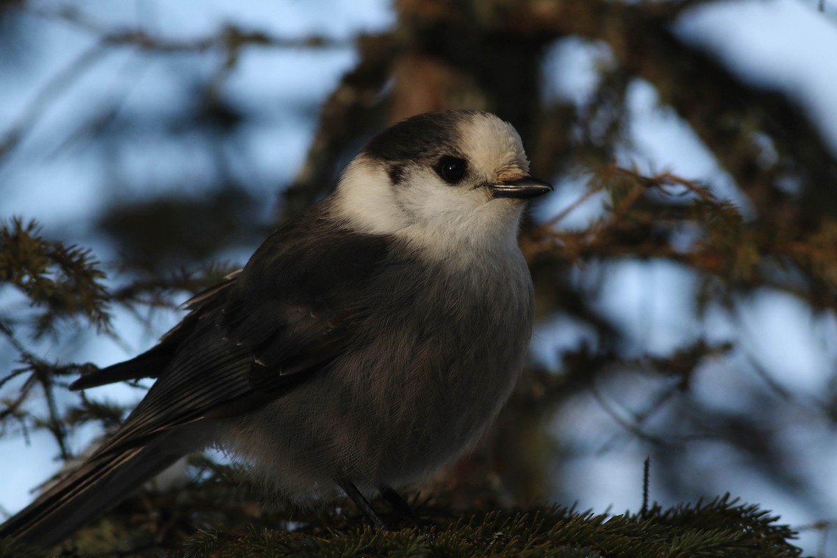 Canada Jay (Boreal) - ML646579789