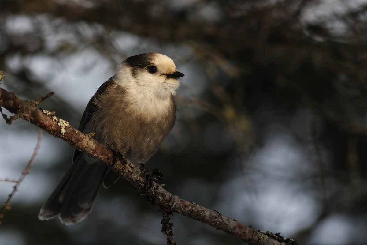 Canada Jay (Boreal) - ML646579790