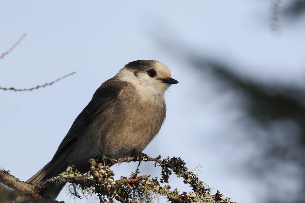 Canada Jay (Boreal) - ML646579791