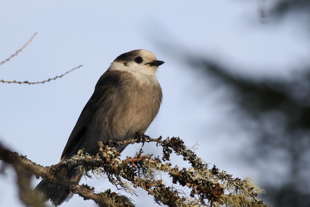 Canada Jay (Boreal) - ML646579792