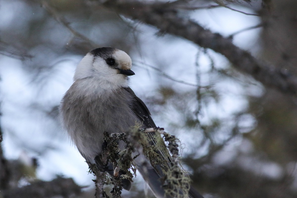 Canada Jay (Boreal) - ML646579793