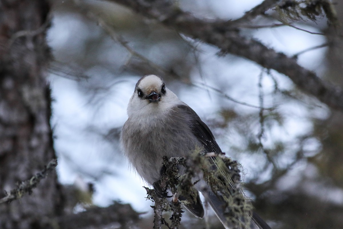 Canada Jay (Boreal) - ML646579794