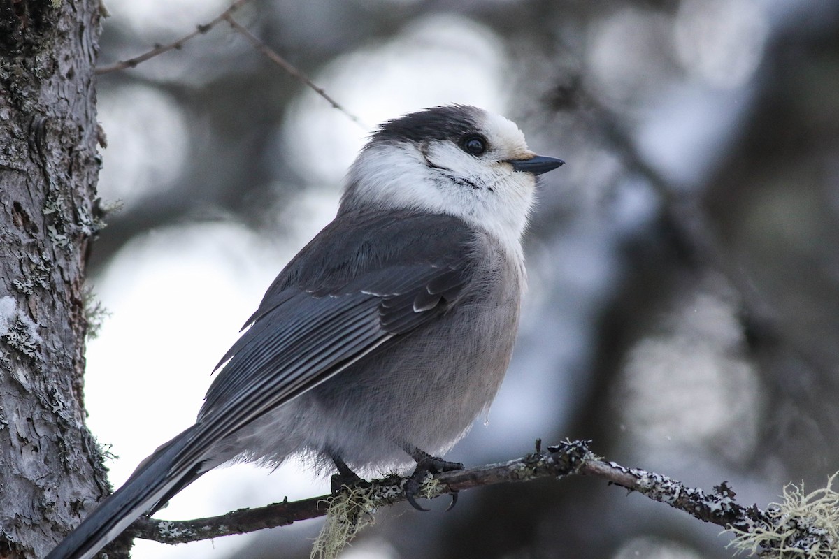 Canada Jay (Boreal) - ML646579795