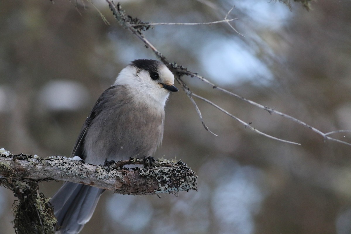 Canada Jay (Boreal) - ML646579796