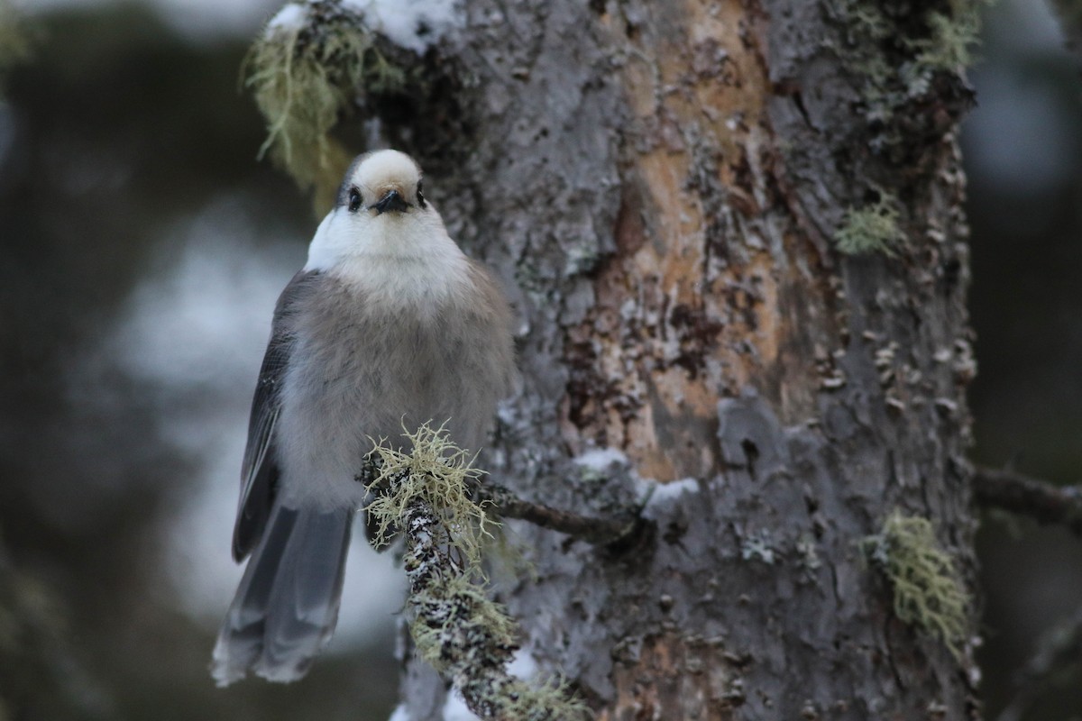 Canada Jay (Boreal) - ML646579797